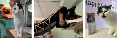 The Happy Cat Hotel lets cats rule the rooms