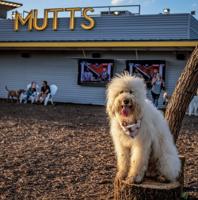 Mutts Canine Cantina digs into booming pet industry